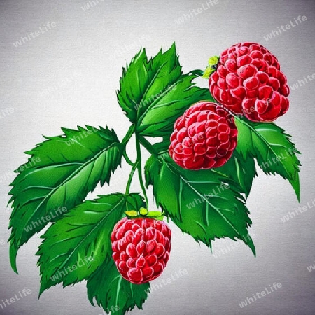 Himbeeren