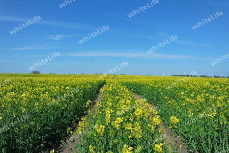 Rapsbl?te in Mecklenburg Vorpommern