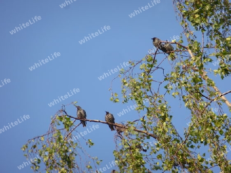 4 Stare auf einem Baum