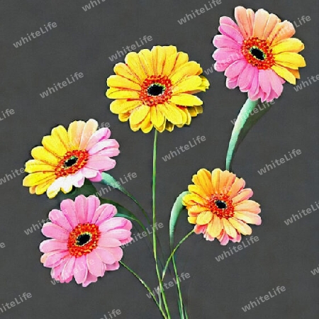 gerbera