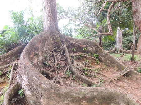 Baumwurzel - Seychellen