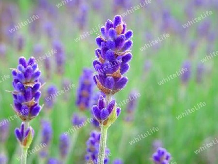 Lavendel