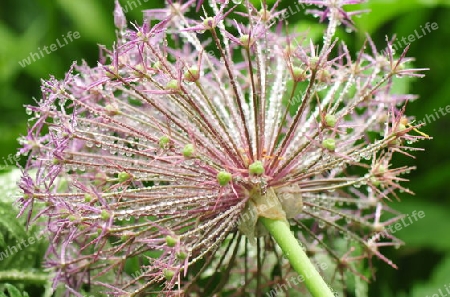 Allium mit Regentropfen