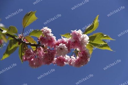 cherry blossom time in Germany