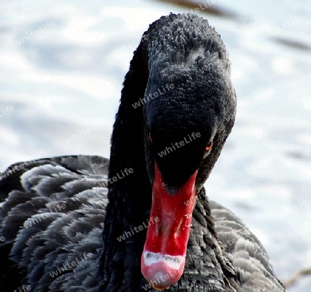 black Swan