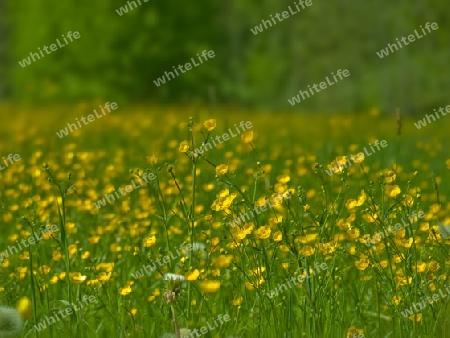 wiese mit butterblumen