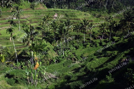 ASIEN, INDONESIEN, BALI, INSEL, TEGALALANG, REIS, LANDSCHAFT, NATUR,    (URS FLUEELER)