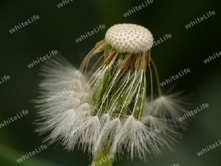 pusteblume