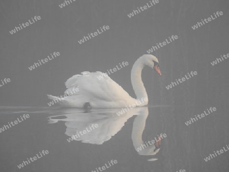 Schwan im Nebel