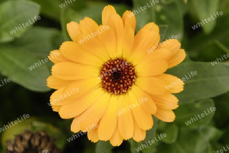 Marigold,calendula officinalis