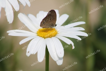 Schmetterling auf Blume