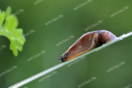 Nacktschnecke