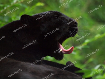 da gaehnt der Panther