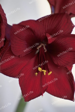 Amaryllis