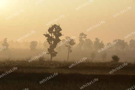 Die Landwirtschaft mit Reisfeldern im Winter bei Amnat Charoen im Isan im osten von Thailand,