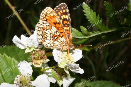 Wachtelweizen-Scheckenfalter (Melitaea athalia)