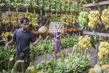 a big Banana Shop in a Market near the City of Yangon in Myanmar in Southeastasia.