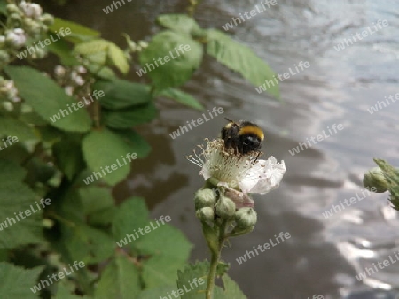 Erdhummel auf Brombeerblüte V