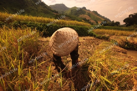 Ein Reisfeld in der Bergregion beim Dorf Kasi an der Nationalstrasse 13 zwischen Vang Vieng und Luang Prabang in Zentrallaos von Laos in Suedostasien.