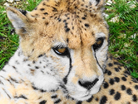 Gepard