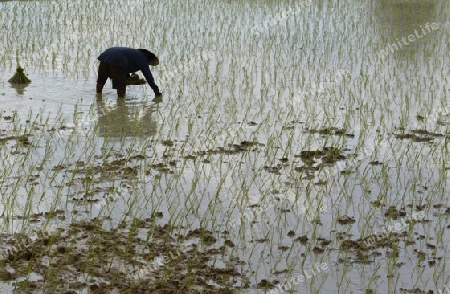 Reisfelder und Landwirtschaft in der Provinz Amnat Charoen nordwestlich von Ubon Ratchathani im nordosten von Thailand in Suedostasien.