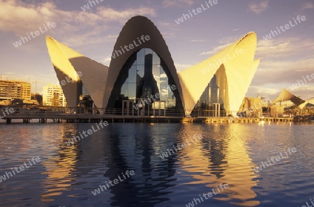 Das L Oceanografic im Modernen Stadtteil von Valenzia in Spanien in Europa.