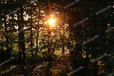 Sonnendurchfluteter Wald