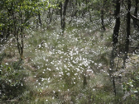 Wollgras im Moor