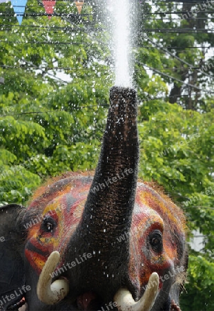 Das Songkran Fest oder Wasserfest zum Thailaendischen Neujahr ist im vollem Gange in Ayutthaya noerdlich von Bangkok in Thailand in Suedostasien.  