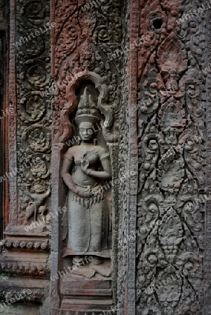 The Temple of  Ta Prohm in the Temple City of Angkor near the City of Siem Riep in the west of Cambodia.