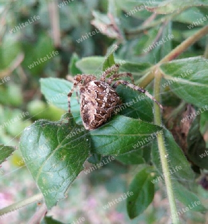 Garten-Kreuzspinne V