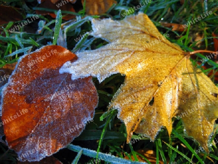 Herbstlaub