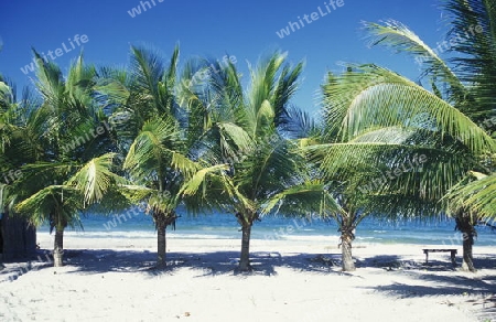 the Beach of Tela near San Pedro Sula on the caribian sea in Honduras in Central America,