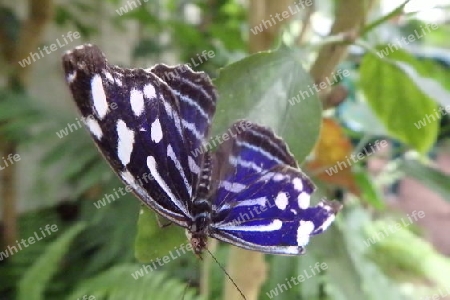 Schmetterling