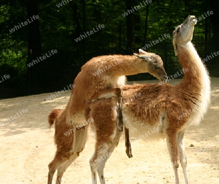 lamas