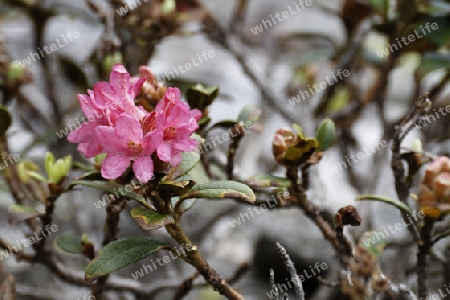 Rostblaettrige Alpenrose, Rhododendron ferrugineum