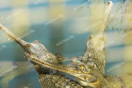 Gaviale (Ghariale) im Chitwan Nationalpark, Nepal