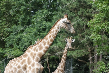 Giraffe - Giraffa camelopardalis