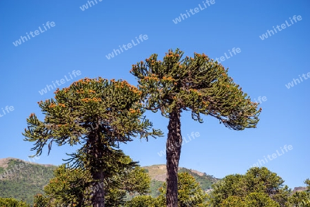 Araukarien (Araucaria) 