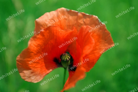 Mohn