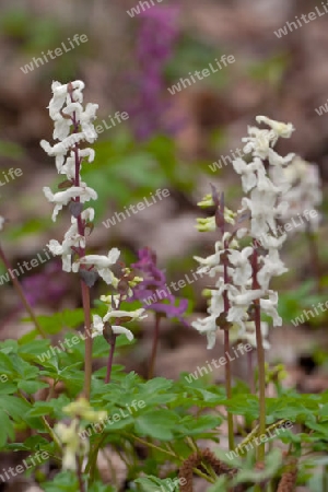 wei?er Hohler Lerchensporn, Corydalis cava