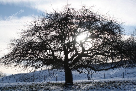 Baum bei Sonnenuntergang