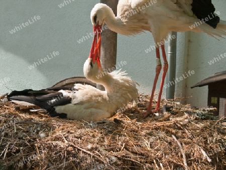 storchenfamilie