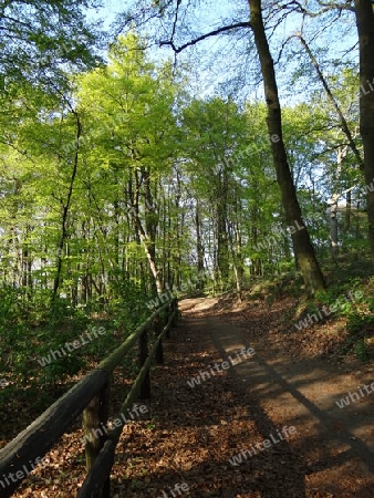 Wanderweg durch Buchenwald