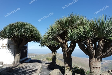 Drachenb?ume auf Lanzarote