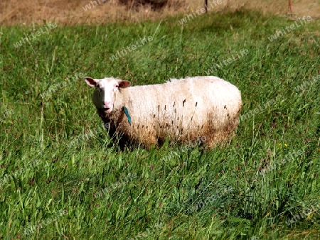 Schaf auf Weide