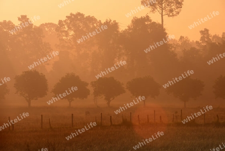 Die Landwirtschaft mit Reisfeldern im Winter bei Amnat Charoen im Isan im osten von Thailand,