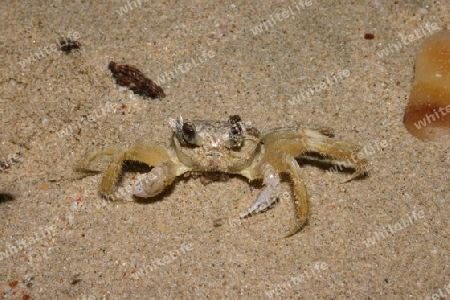 Strandkrabbe (Portunidae) auf Isla de Margarita / Venezuela