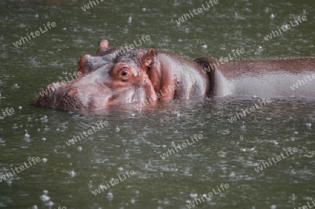 Hippopotamus