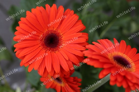 Gerbera